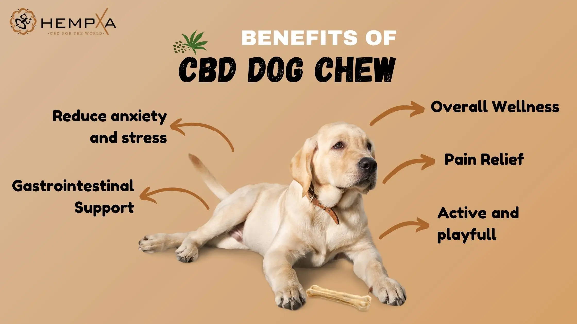 Benefits of CBD Dog Chews