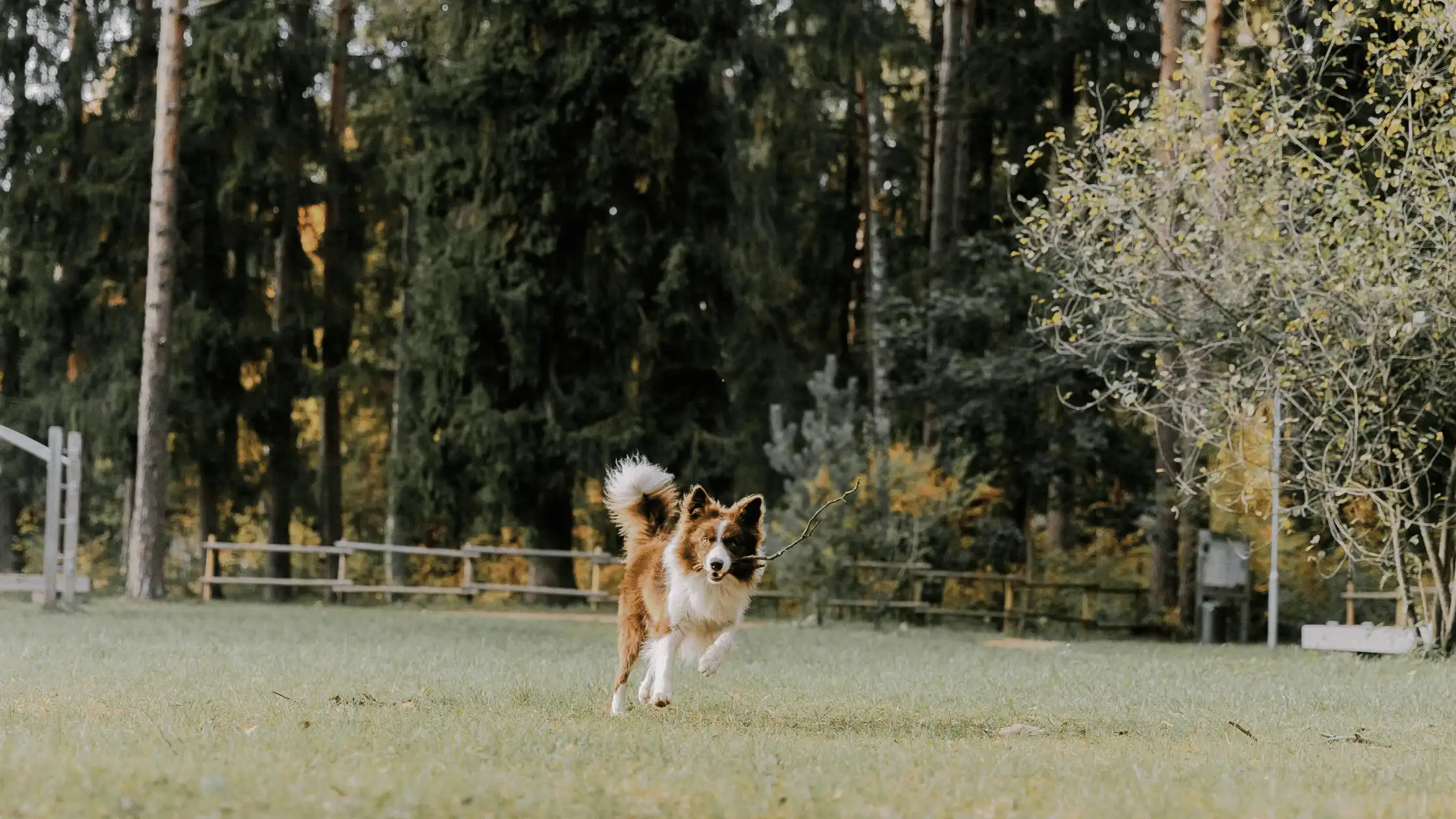 dog fetching a stick