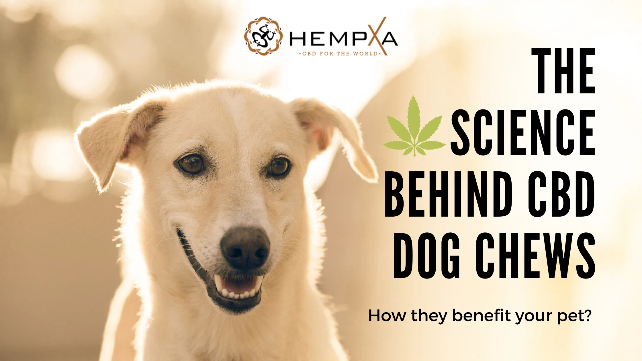 the science behind cbd dog chews